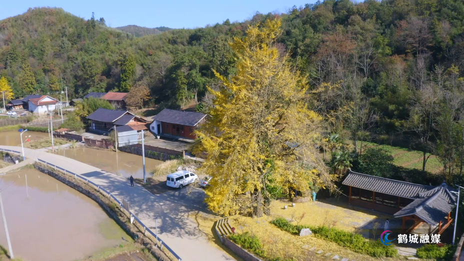 黄岩大坪村:古银杏披金迎冬 小众秘境引客来.mp4_20251117_163543.252.jpg 黄岩大坪村:古银杏披金迎冬 小众秘境引客来.mp4_20251117_163543.252.jpg
