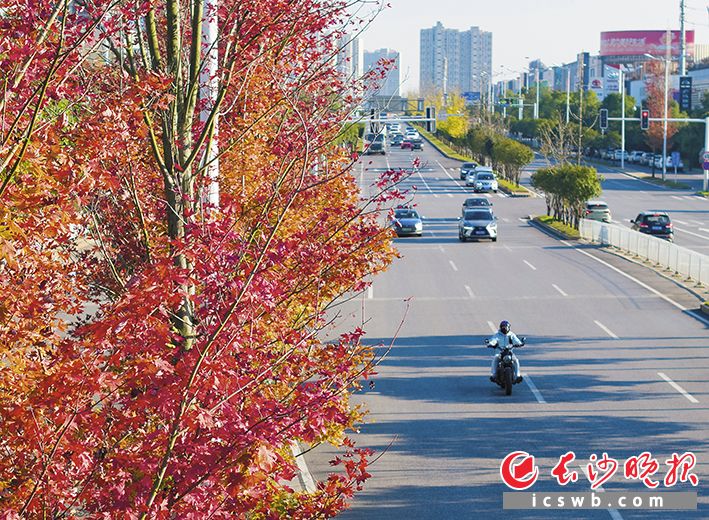 开福大道 枫叶红了,沿途“枫”景绝美。