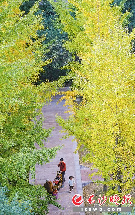 望城一小区 银杏变黄,给小区增添一抹亮色。