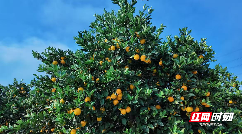 微信图片_20251117071850_414_364.jpg 微信图片_20251117071850_414_364.jpg