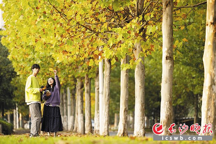 滨河路 道路两旁的梧桐已开始变得色彩丰富,两位市民正在树下打卡拍照。
