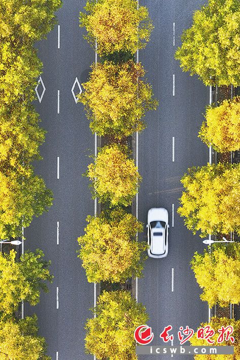 滨河路 车辆行经梦幻般的梧桐大道。