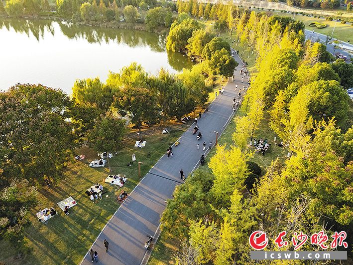 西湖公园 湖边银杏叶黄了,水杉树红了。