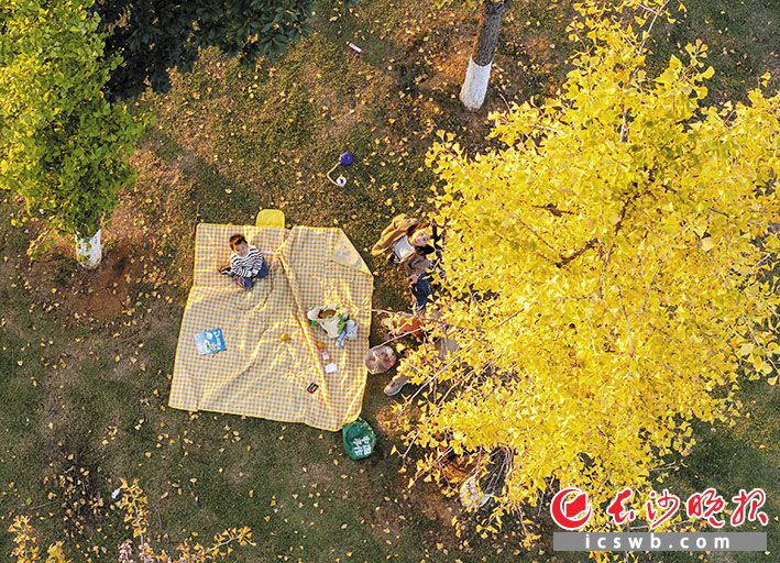 西湖公园 一位小朋友正在银杏树下玩耍。