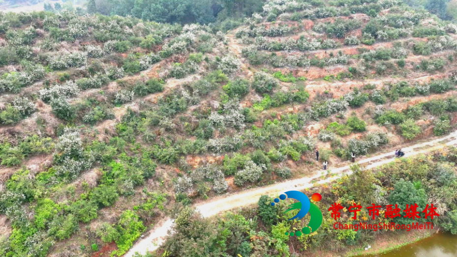 油茶花开311.jpg 油茶花开311.jpg