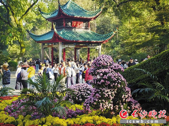 岳麓山爱晚亭 市民正在赏菊。