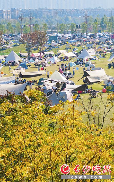 大泽湖近自然湿地公园 11月16日,长沙秋高气爽,市民纷纷到户外“捕捉”秋色。