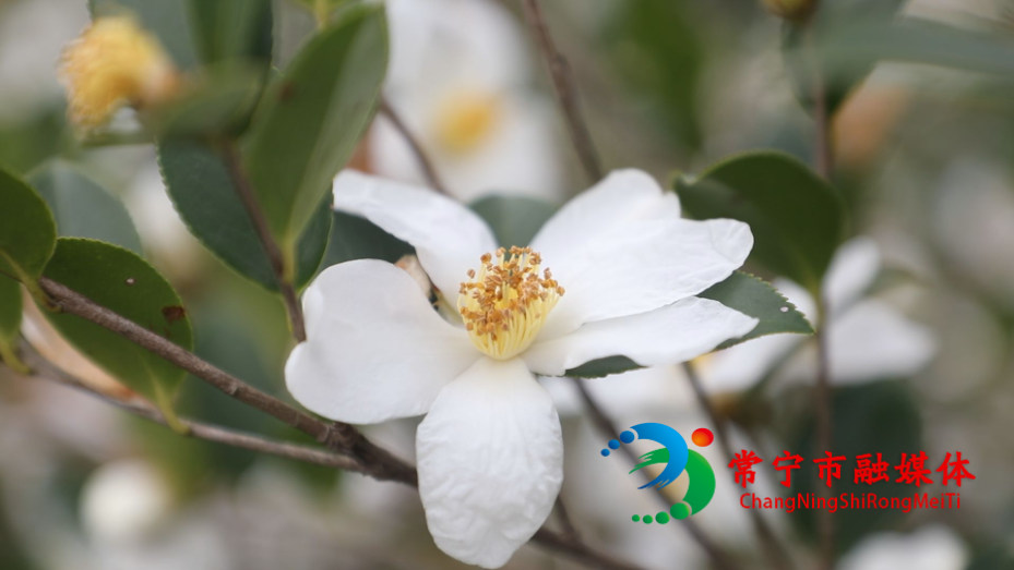 油茶花开2.jpg 油茶花开2.jpg