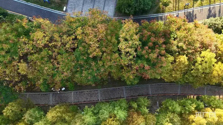 湖湘画卷｜永州：金叶描画卷，碧水竞舟楫