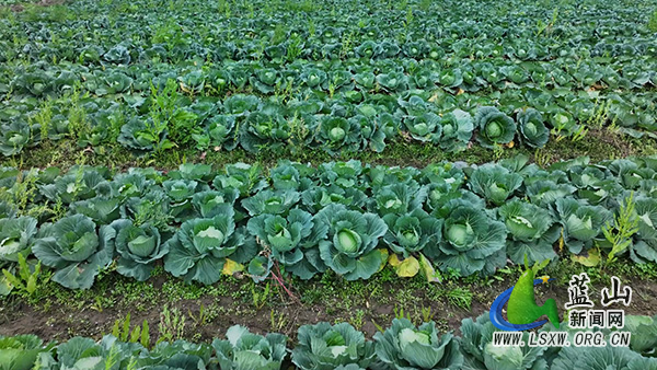 我县一颗包菜闯市场 品质“出圈”远销海外1.jpg