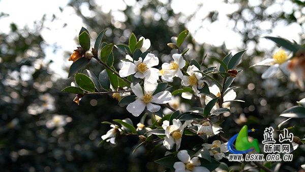 美丽蓝山:油茶花开 漫山覆“雪”1.jpg 美丽蓝山:油茶花开 漫山覆“雪”1.jpg