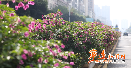 宁远：三角梅迎冬绽放 扮靓城市风景线_副本500.png