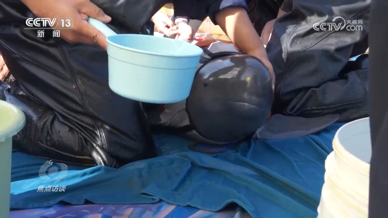 焦点访谈 | 推进长江生态保护工作 留住江豚的“微笑”