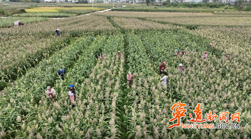 宁远清水桥镇：千亩高粱熟 丰收绘“丰”景_副本500.png