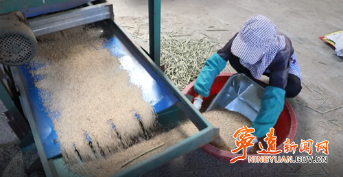 宁远清水桥镇：千亩高粱熟 丰收绘“丰”景3_副本500.png