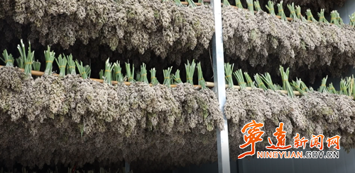 宁远清水桥镇：千亩高粱熟 丰收绘“丰”景2_副本500.png