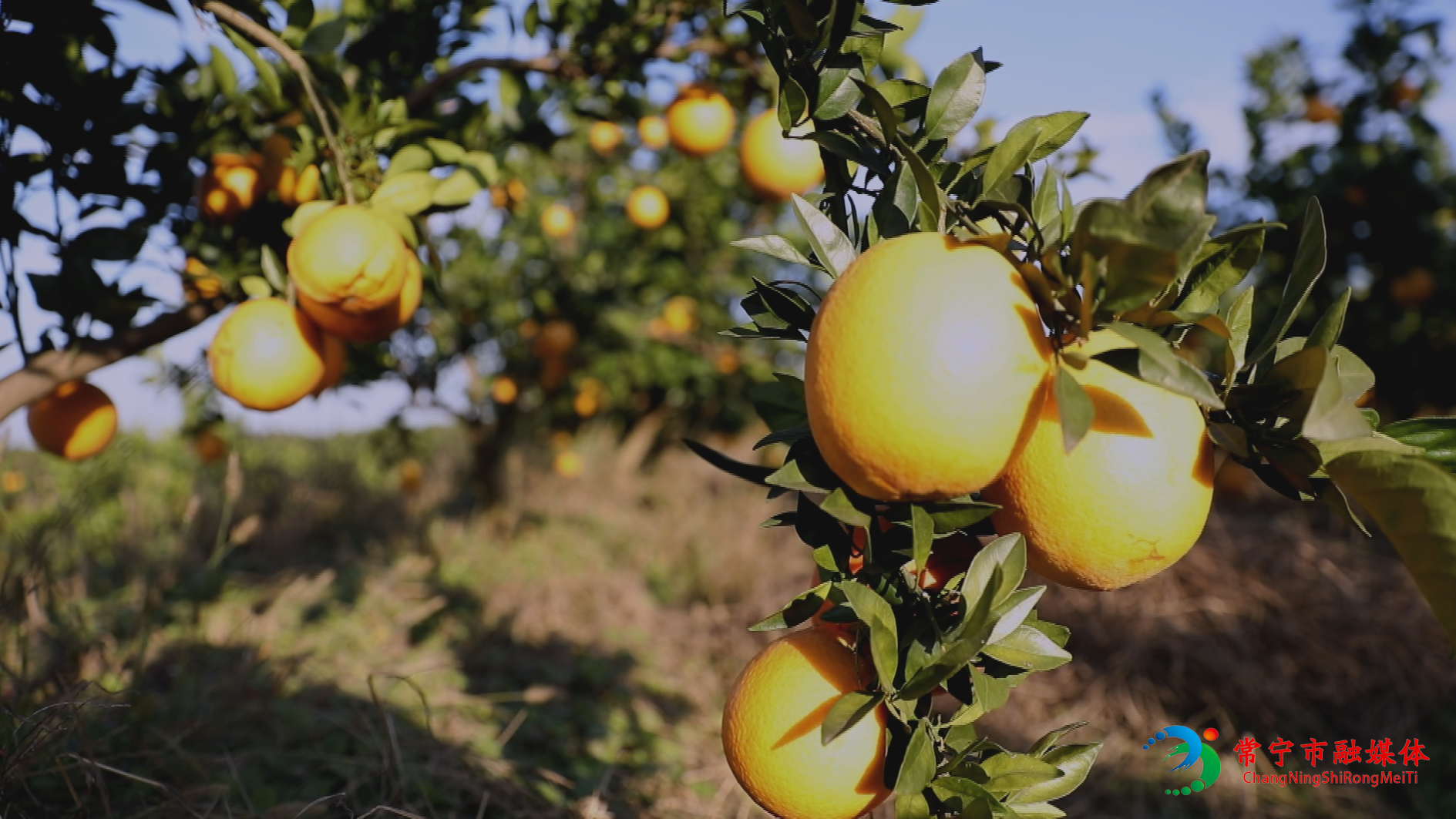 济橙 (1).jpg