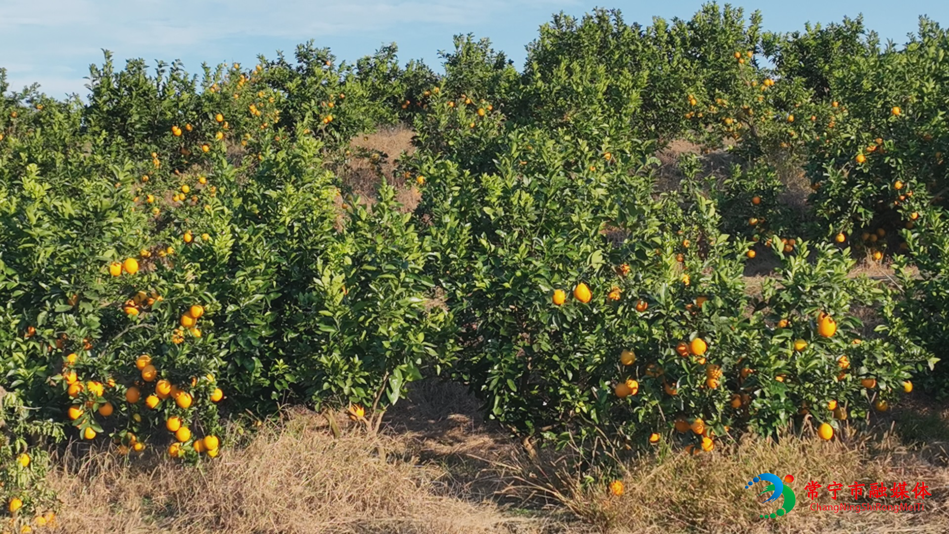 济橙 (3).jpg