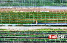 冷水滩：草莓产业助农稳增收