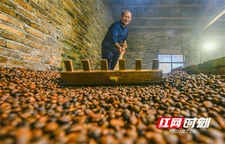 道县：古法压榨 茶油飘香