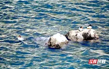 中华秋沙鸭“打卡”双牌越冬