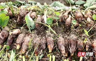 双牌沙背甸村：香芋丰收忙 收购中心助增收