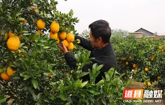 道县：邮政惠农“橙”意满满 脐橙销售搭上绿色快车