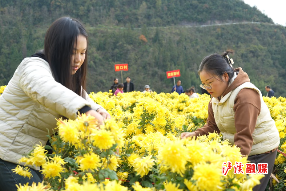 白羊溪菊花运动会.jpg2.jpg3.jpg 白羊溪菊花运动会.jpg2.jpg3.jpg