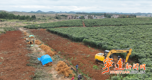 宁远：五指毛桃喜丰收 村民采收忙增收_副本500.png