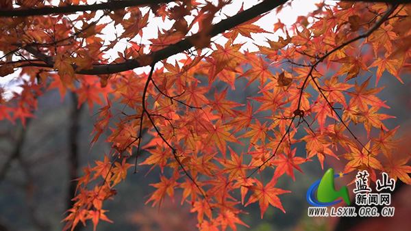 美丽蓝山：闭园不闭美 “线上”赏红枫3.jpg