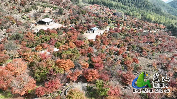 美丽蓝山：闭园不闭美 “线上”赏红枫1.jpg