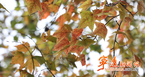 宁远：九嶷山景区枫叶渐红  观赏佳期即将来临2_副本500.png