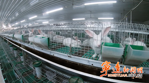 【主特产业看宁远】一只小兔子“蹦”出大产业_副本500.png 【主特产业看宁远】一只小兔子“蹦”出大产业_副本500.png