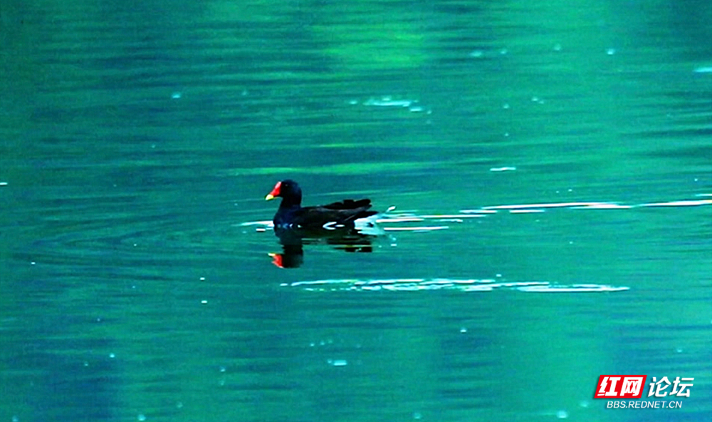 湘江源羽鉴丨第24期 黑水鸡