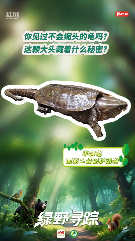 这颗大头藏着什么秘密？