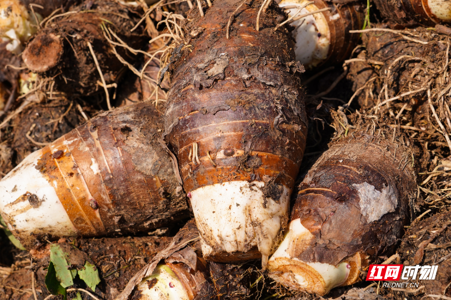 图片6.png 图片6.png