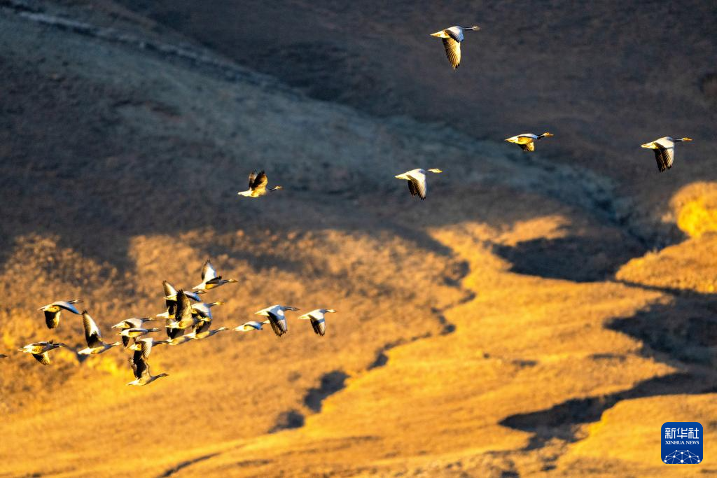 西藏林州迎来大批候鸟