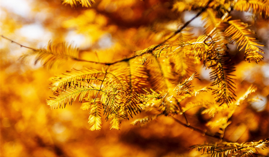 岁暖时刻｜初冬寻景×晒图解锁城市美好 网友优秀作品投票