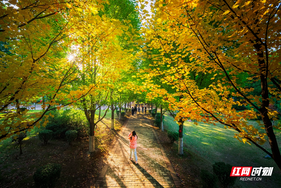 层林尽染！湖南农大邀你共赴一场红枫限定浪漫
