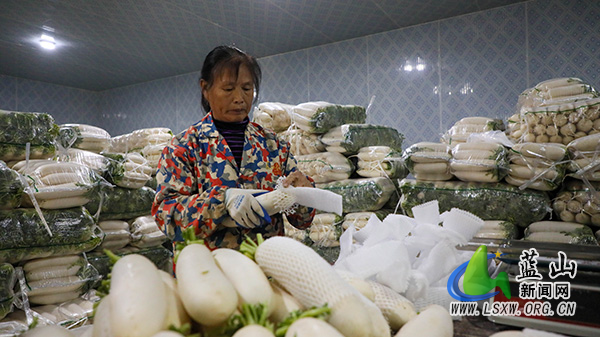 （图片新闻）蓝山：萝卜喜丰收车间加工忙1.jpg