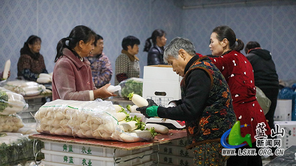 （图片新闻）蓝山：萝卜喜丰收车间加工忙3.jpg
