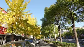 组图 | 湘潭县银杏路：满目金黄入画来