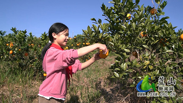 蓝山县楠市中心小学：百名学子乐享丰收劳动实践赋能成长1.jpg