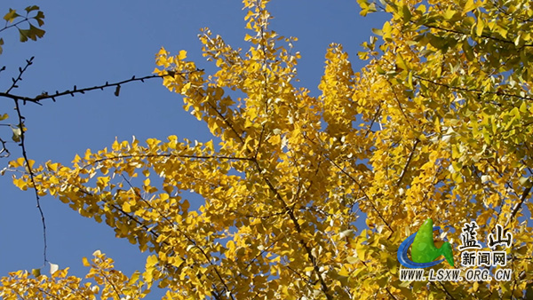 美丽蓝山：古寺银杏披金甲，千年风韵醉游人1.jpg