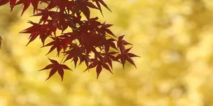 大美红图丨湘枫正红 银杏亮黄