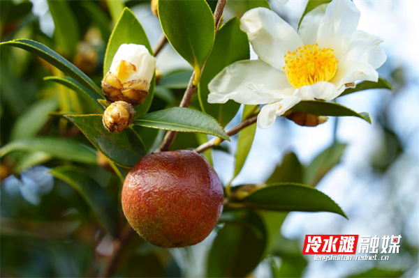 图片3.png 图片3.png