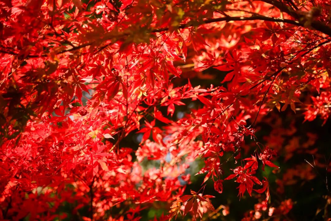 醴陵这片枫林到底有多美！