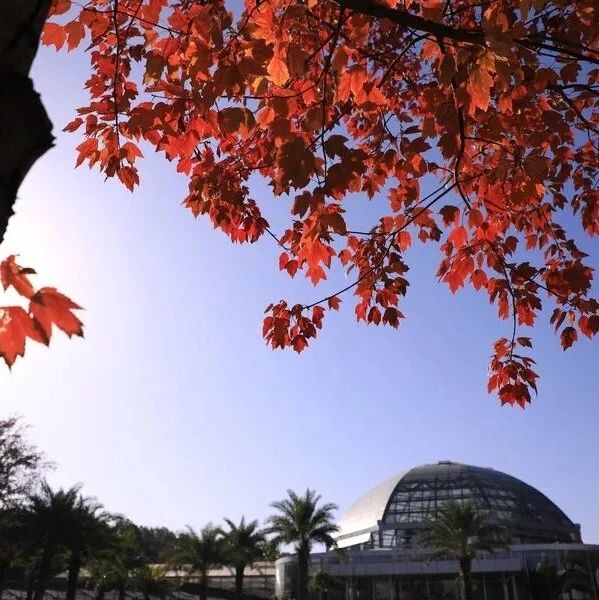 赏冬又有好去处！湖南省植物园彩叶植物进入观赏期
