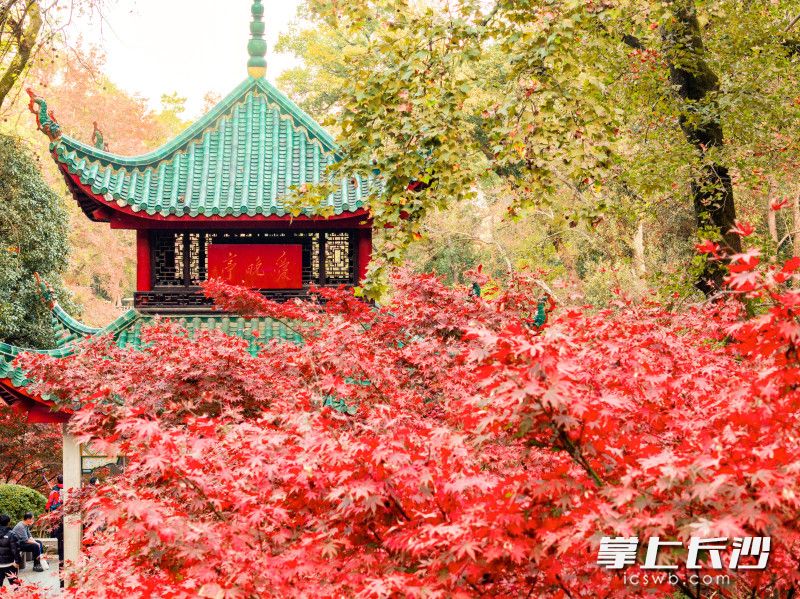 亭角飞檐在枫林的映衬下，更显古朴风雅。