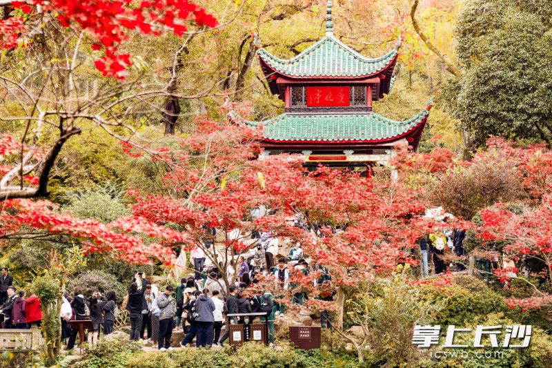 爱晚亭被层层叠叠、绚烂如火的枫叶环绕。均为长沙晚报全媒体记者 周数邑 摄。